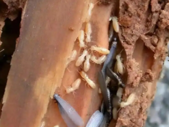 大悟白蚁防治公司分享新房入住防虫攻略，提前布局远离白蚁隐患